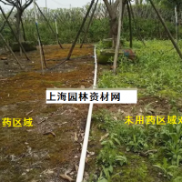 草坪里的雜草怎么去除，上海綠化養(yǎng)護(hù)草坪雜草如何管理