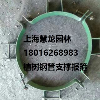 大樹報箍，植樹支撐報箍，鋼支撐報箍