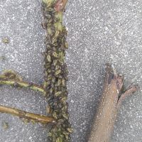 上海園林綠化養(yǎng)護(hù)病蟲害高發(fā)，欒樹多態(tài)芽蟲防治